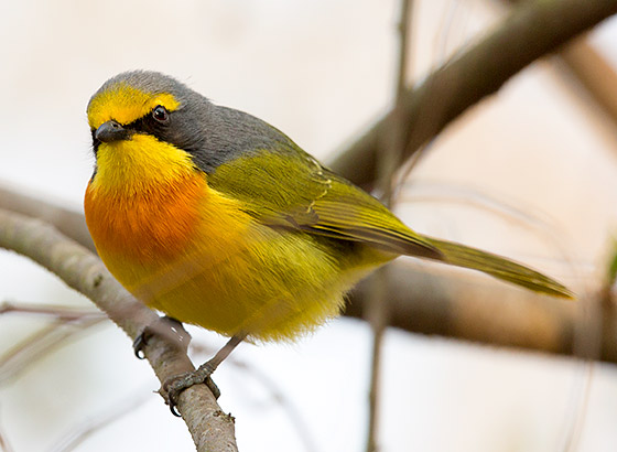 Orange-breasted Bush Shrike male